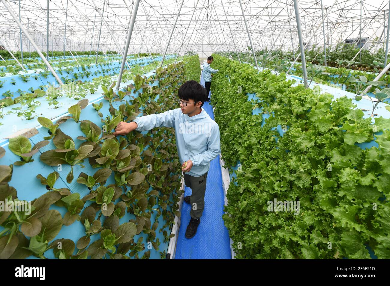 Hefei, province chinoise d'Anhui. 31 mars 2021. Les membres du personnel vérifient les légumes qui poussent sans terre dans une serre d'un jardin agricole à Nangang, ville de Hefei, province d'Anhui, en Chine orientale, le 31 mars 2021. Dans le cadre des systèmes de culture sans soillis, les légumes de ce jardin agricole poussent verticalement sur les casiers de culture, avec les dispositifs de pulvérisation atomisant la solution nutritive et la pulvérisation directement sur le système racinaire des plantes, ce qui permet d'économiser considérablement la surface d'utilisation des terres et le coût de la main-d'œuvre. Credit: Zhou Mu/Xinhua/Alay Live News Banque D'Images