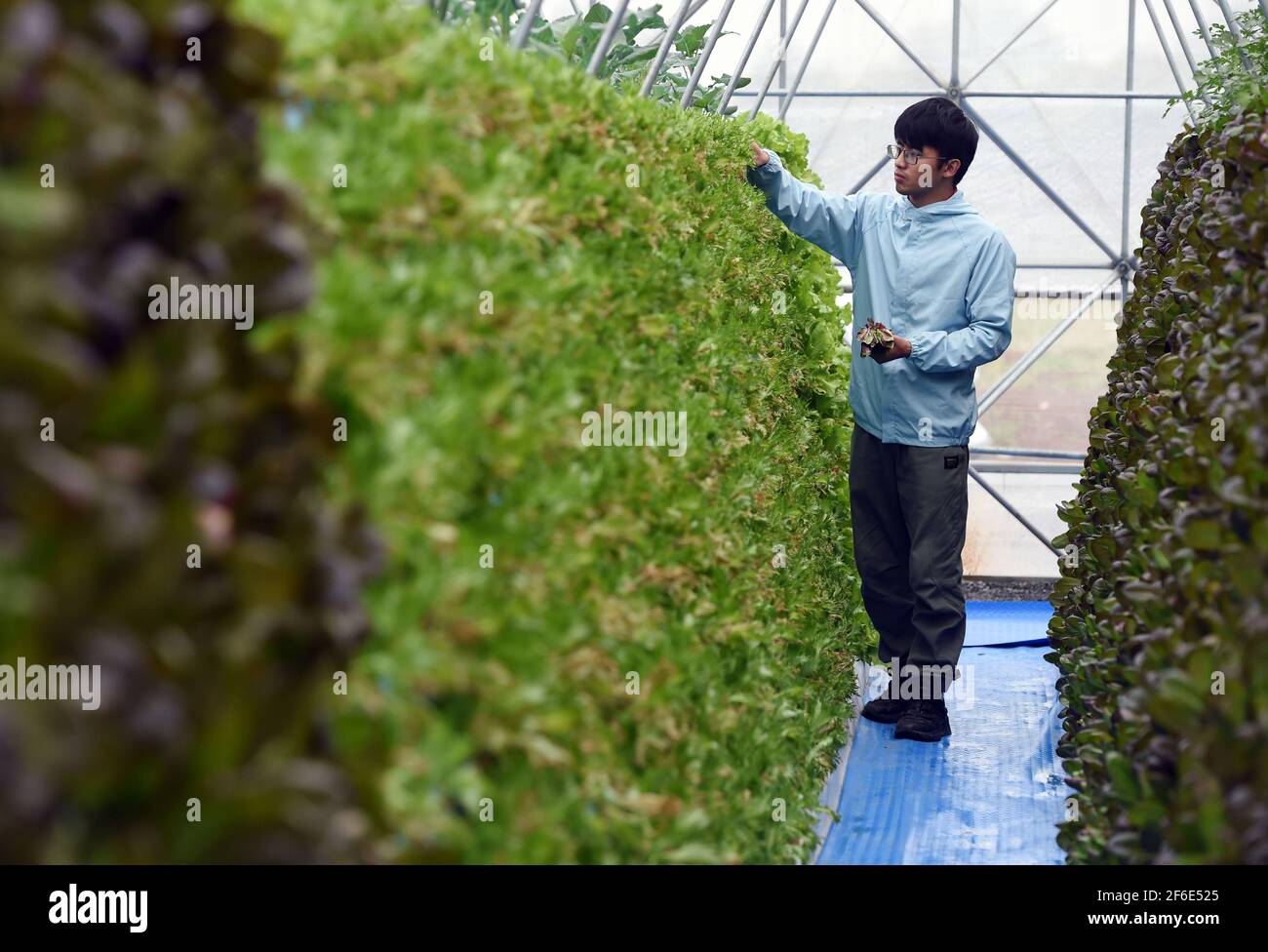 Hefei, province chinoise d'Anhui. 31 mars 2021. Un membre du personnel vérifie que les légumes ne sont pas sales dans une serre d'un jardin agricole de la ville de Hefei à Nangang, dans la province d'Anhui, en Chine orientale, le 31 mars 2021. Dans le cadre des systèmes de culture sans soillis, les légumes de ce jardin agricole poussent verticalement sur les casiers de culture, avec les dispositifs de pulvérisation atomisant la solution nutritive et la pulvérisation directement sur le système racinaire des plantes, ce qui permet d'économiser considérablement la surface d'utilisation des terres et le coût de la main-d'œuvre. Credit: Zhou Mu/Xinhua/Alay Live News Banque D'Images