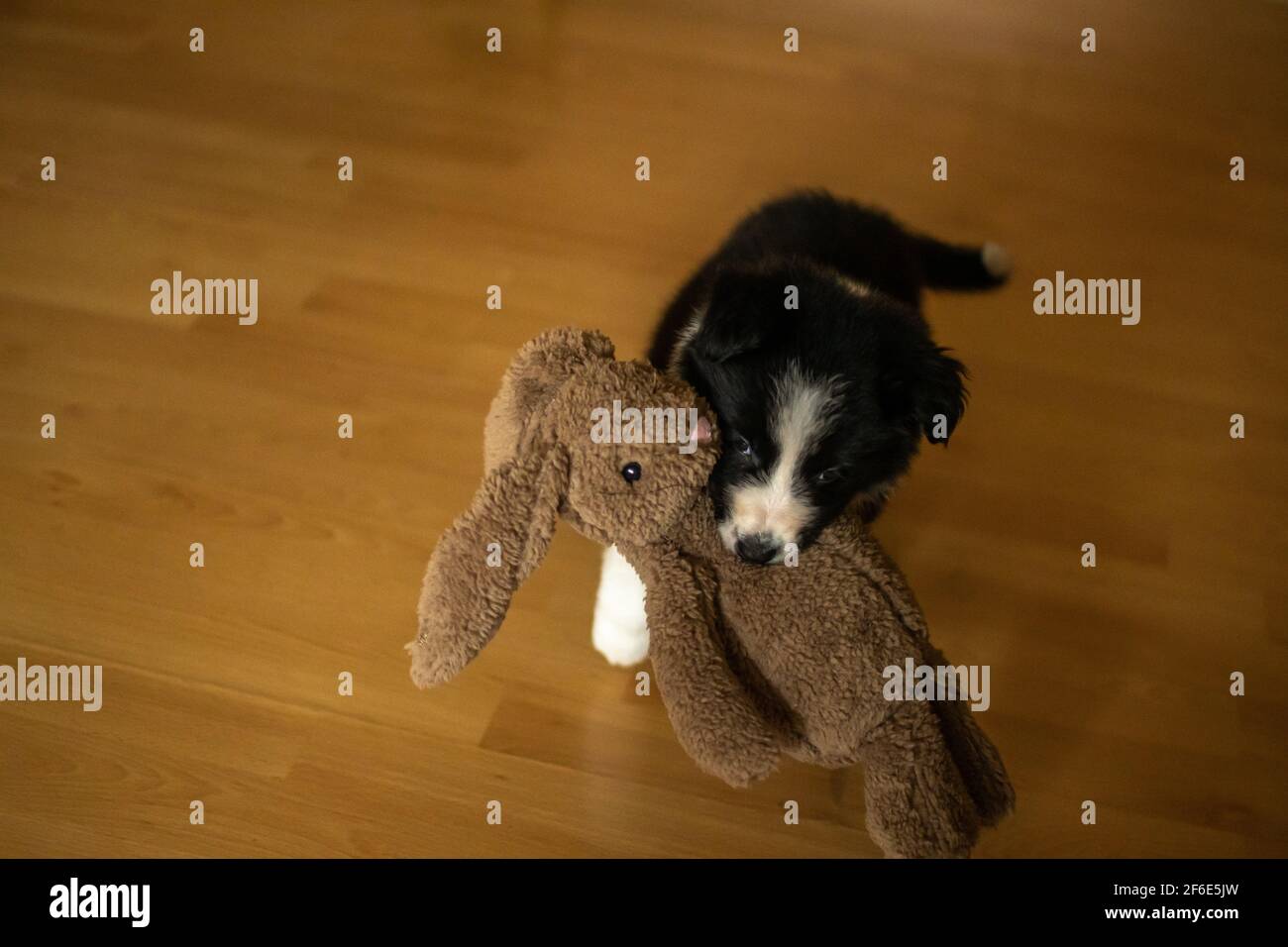 Un chiot collie très jeune et mignon frontière joue avec un jouet de lapin câline qui explore sa nouvelle maison Banque D'Images