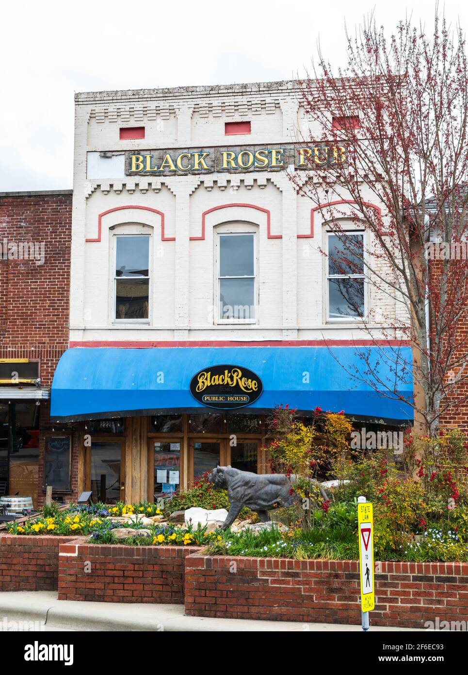 HENDERSONVILLE, NC, USA--23 MARS 2021: La Maison publique de la Rose Noire, sur la rue main, avec des parterres de fleurs et la sculpture de lion de montagne sur le trottoir. Banque D'Images