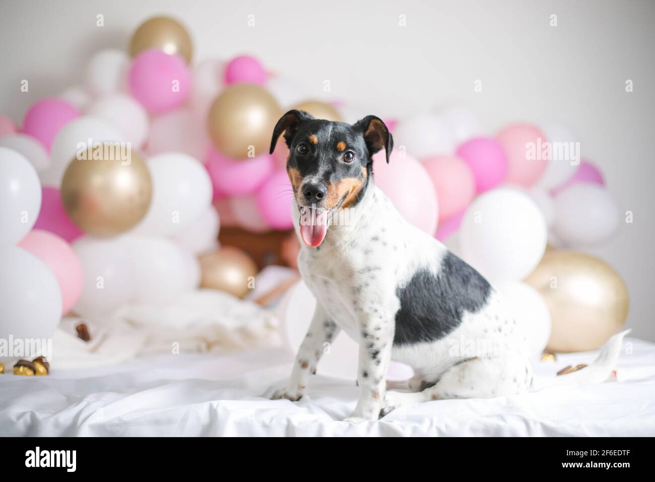 Happy Birthday Dog Jack Russel Banque D Image Et Photos Alamy