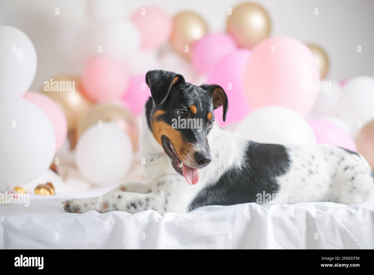 Happy Birthday Dog Jack Russel Banque D Image Et Photos Alamy