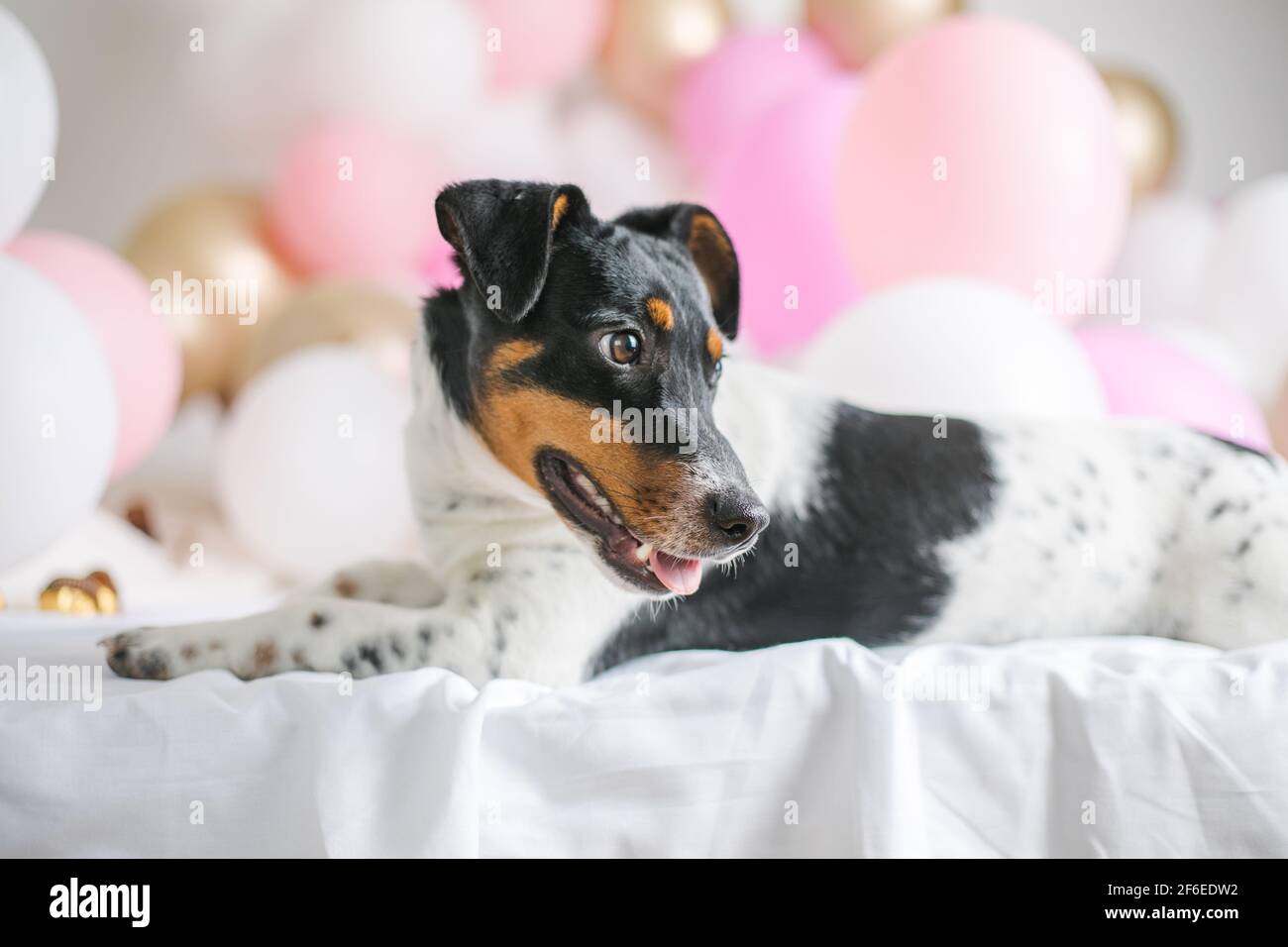 Happy Birthday Dog Jack Russel Banque D Image Et Photos Alamy