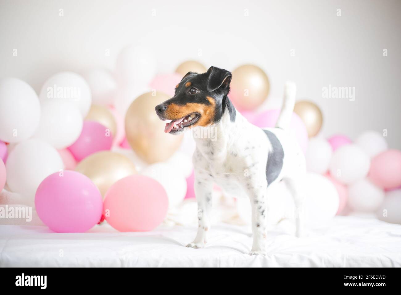 Happy Birthday Dog Jack Russel Banque D Image Et Photos Alamy