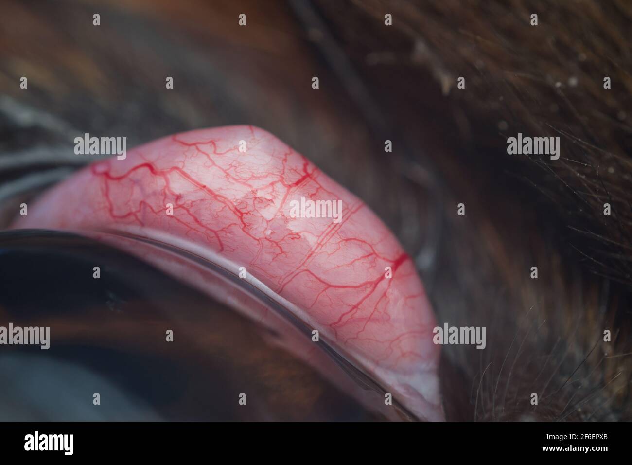 macro photo d'une vascularisation de l'œil de cerisier chez le chien Banque D'Images