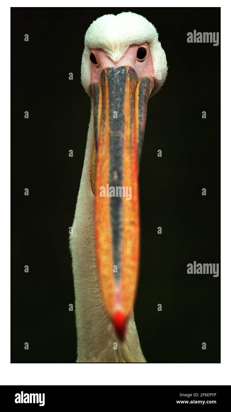 Un pélican au parc St James à Londres. Banque D'Images
