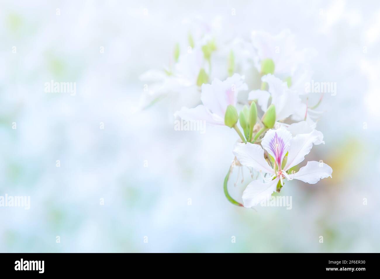 Les fleurs de Bauhinia variegata ou d'orchidées blanches sont en fleur en été, pétales blancs lumineux avec des taches pourpres et roses. Banque D'Images