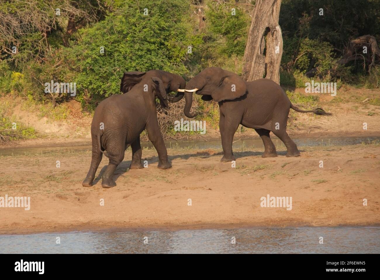 Combats de jeunes éléphants d'Afrique 13667 Banque D'Images