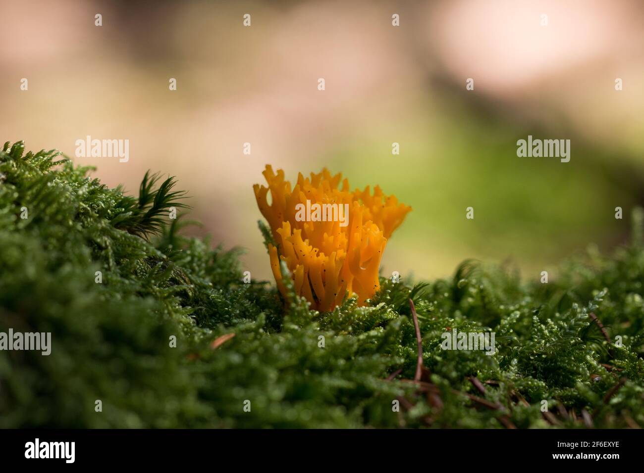 Gros plan, petit champignon jaune sur mousse avec espace de copie Banque D'Images