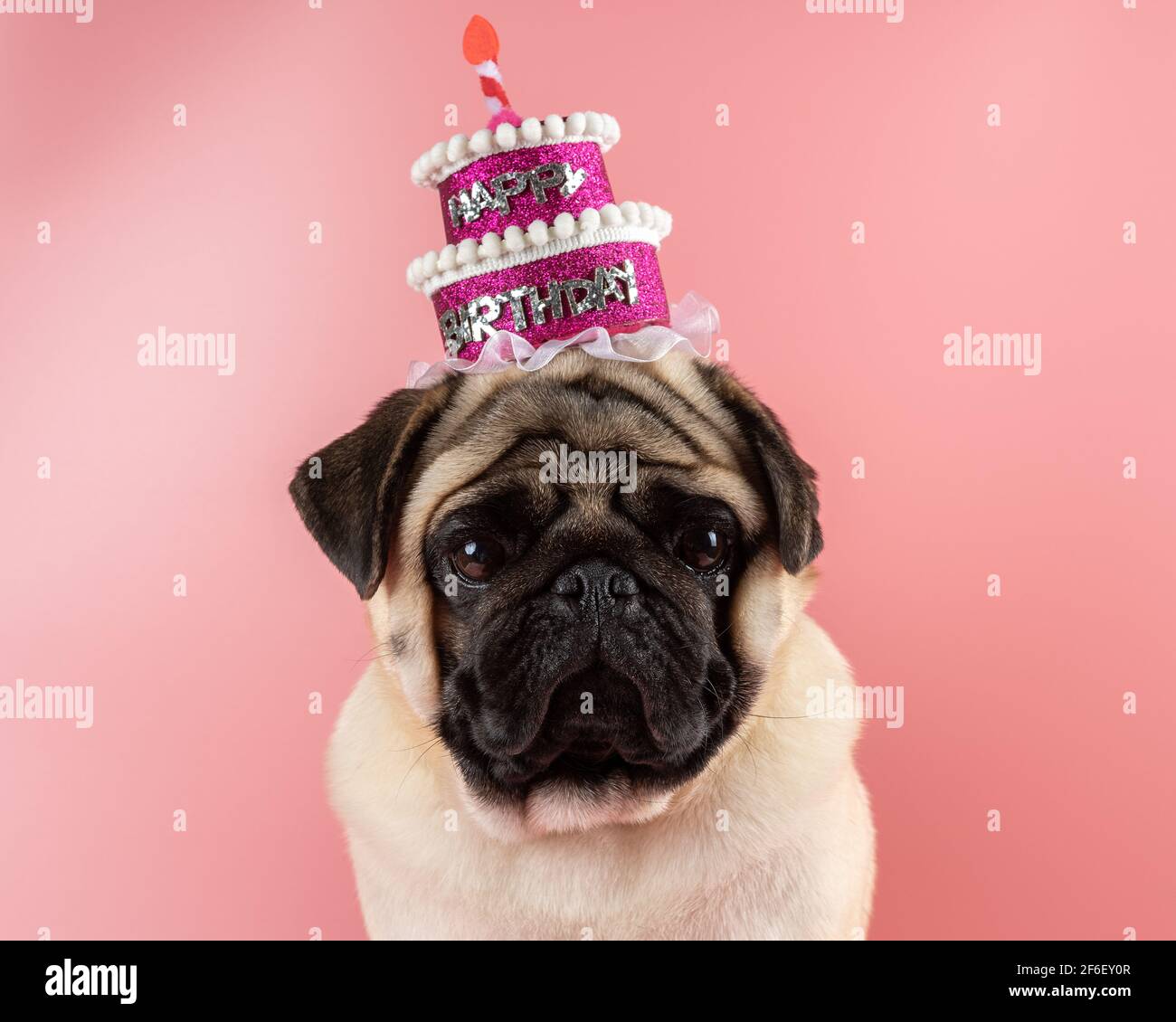 Domestic Animal Funny Birthday Banque D Image Et Photos Alamy