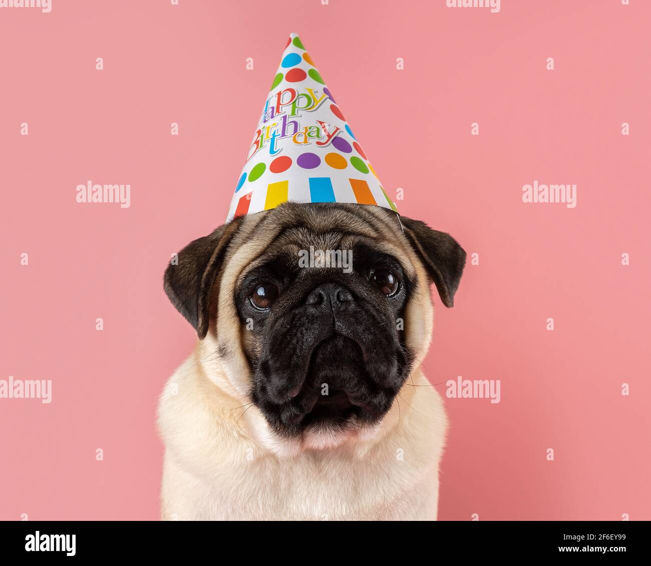 Chien Drole Pug Portant Un Chapeau Joyeux Anniversaire Sur Fond Rose Photo Stock Alamy Chien Drole Pug Portant Un Chapeau Joyeux Anniversaire Sur Fond Rose Photo Stock Alamy
