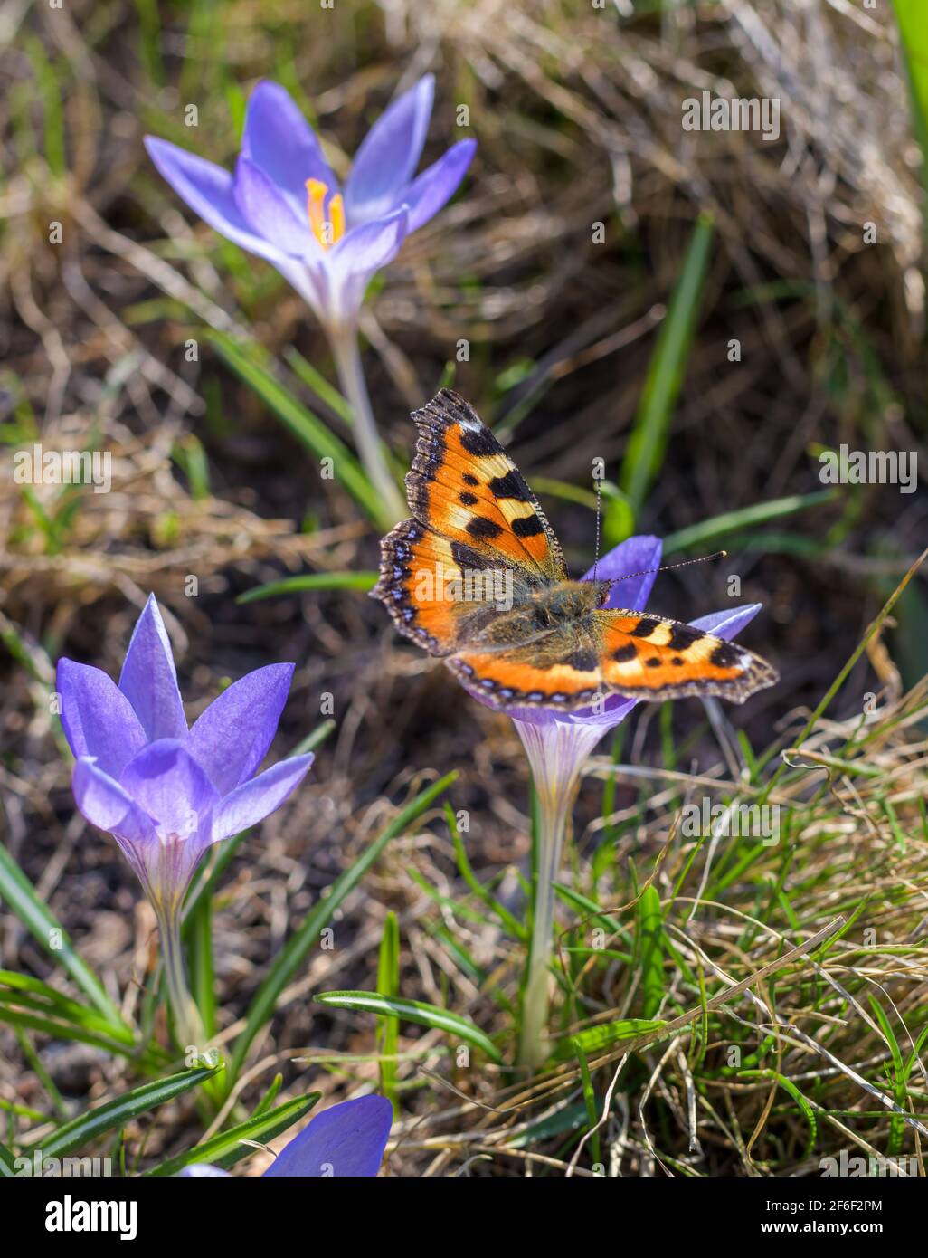 Papillon orange sur une fleur de crocus pourpre au printemps ensoleillé jour gros plan. Banque D'Images