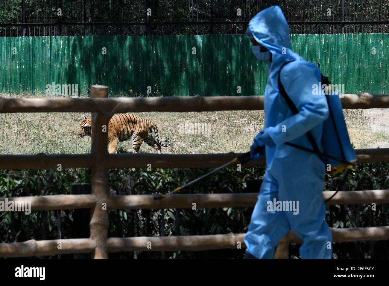 New Delhi, Inde. 31 mars 2021. Un agent d'assainissement désinfecte l'enclos du tigre à New Delhi, en Inde, le 31 mars 2021. Le parc zoologique national rouvrira ses portes au public à partir du 1er avril. Credit: Partha Sarkar/Xinhua/Alamy Live News Banque D'Images