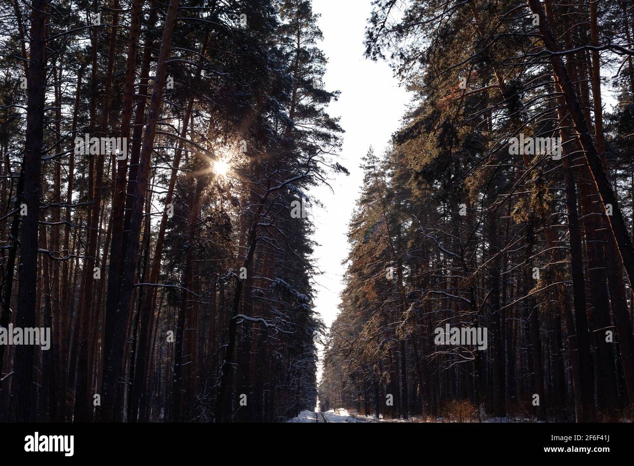 grands pins dans les bois, espace de copie Banque D'Images