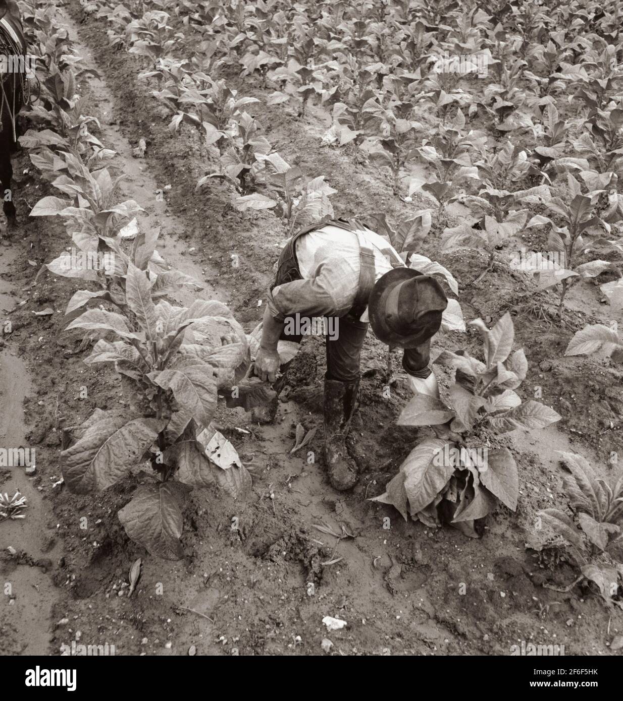 Salaire ouvrier de garniture de tabac. Shoofly, Caroline du Nord. 1939. Photo de Dorothea Lange. Banque D'Images
