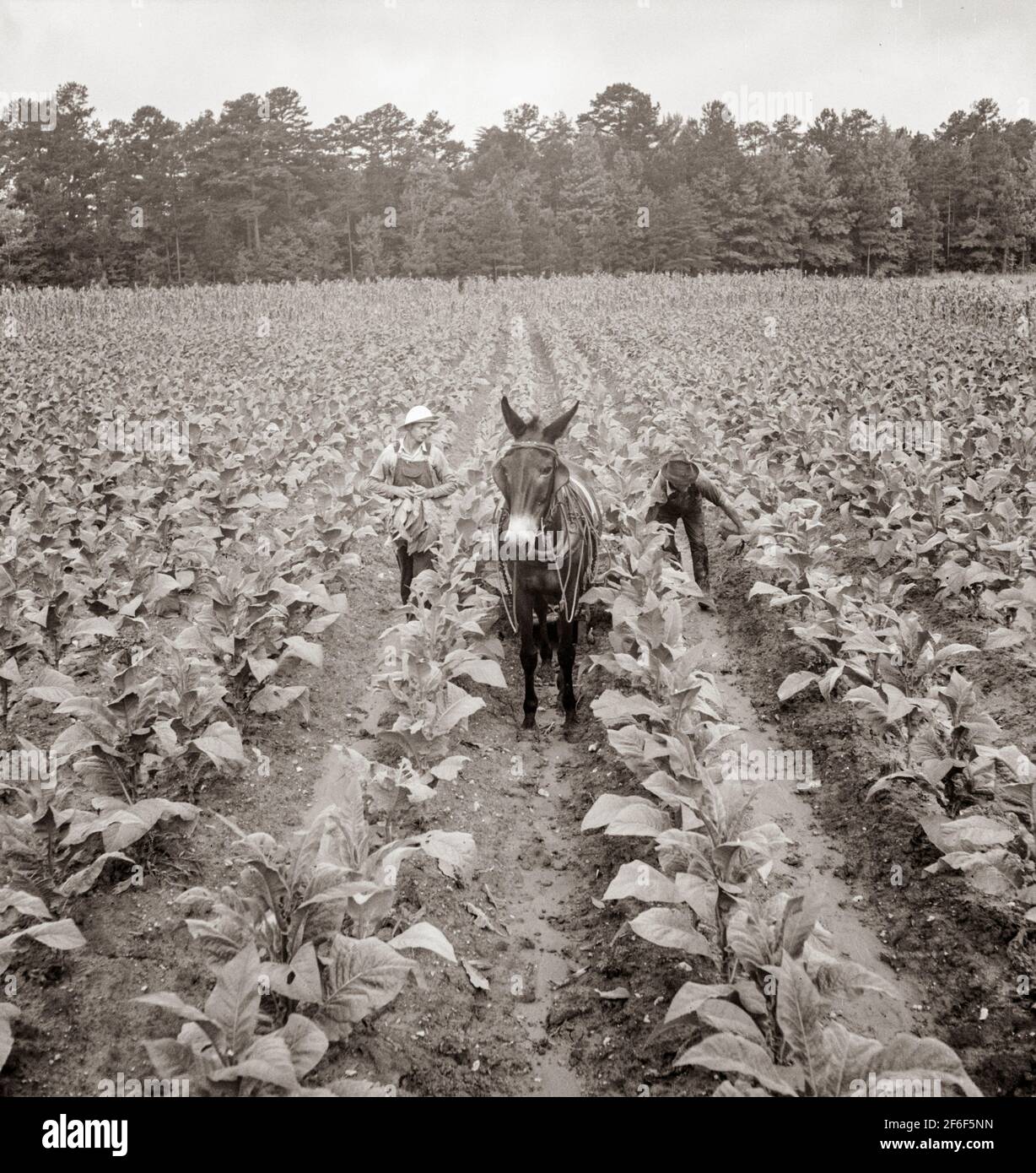 Mettre dans le tabac. Shoofly, Caroline du Nord. 1939. Photo de Dorothea Lange. Banque D'Images