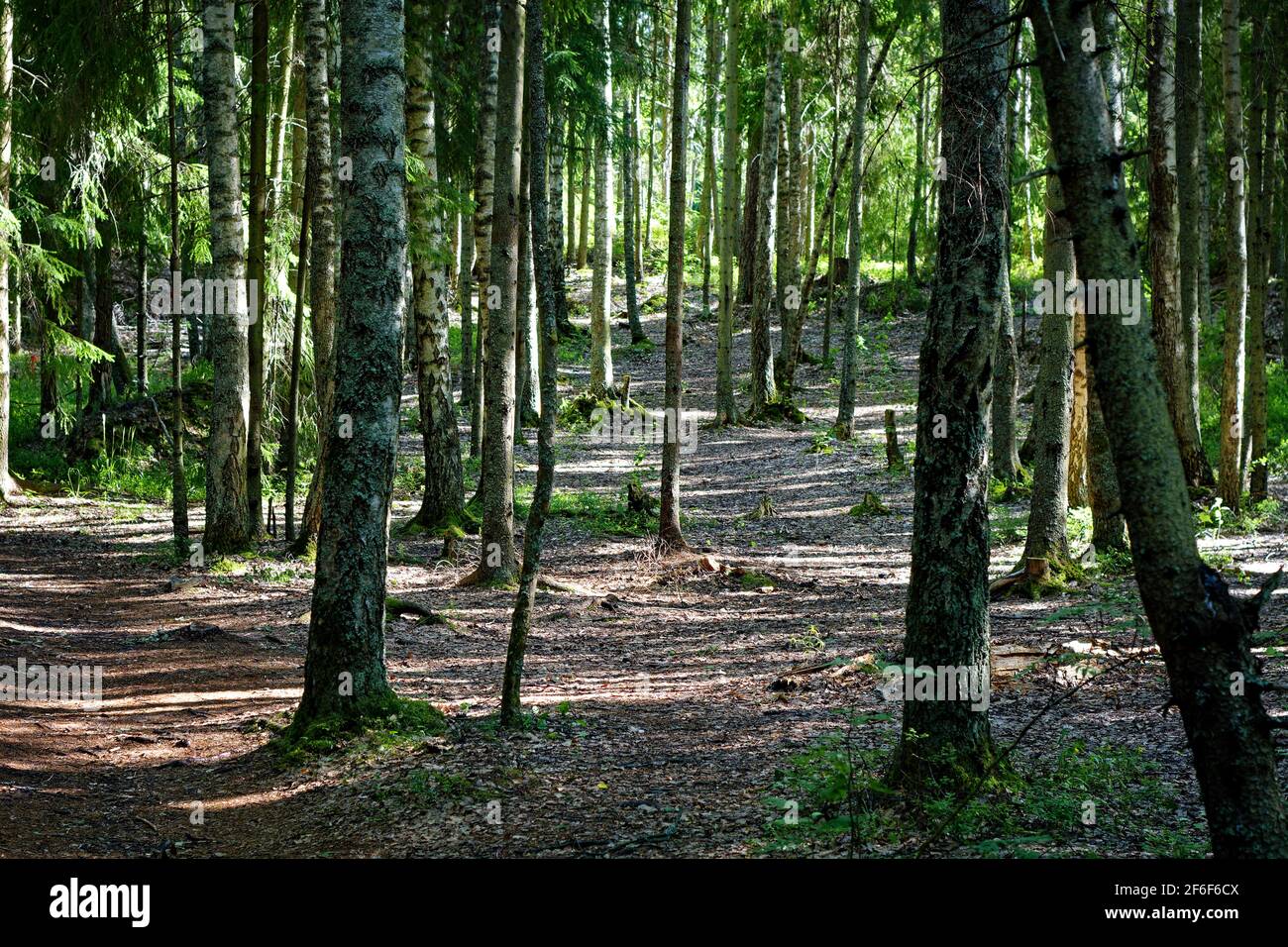 Paysage forestier par une belle journée ensoleillée dans le parc de Monrepos à Vyborg. Banque D'Images