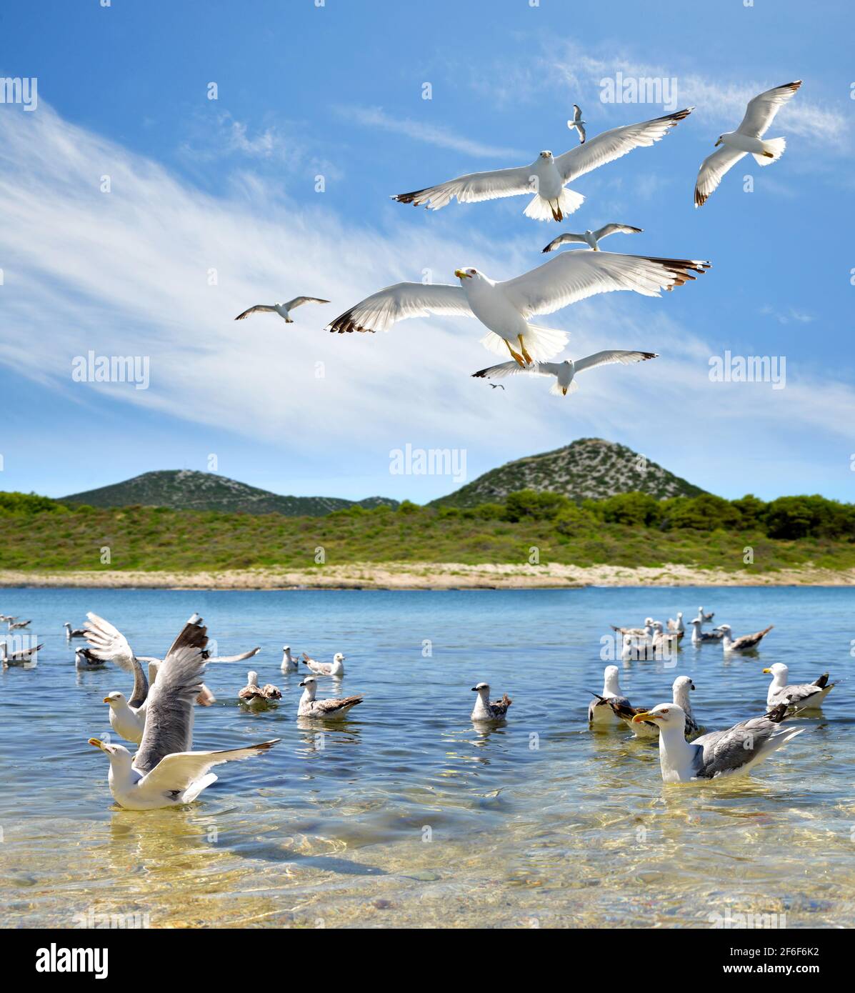 Troupeau de mouettes près de l'île de Pasman dans la mer Adriatique.Croatie. Banque D'Images