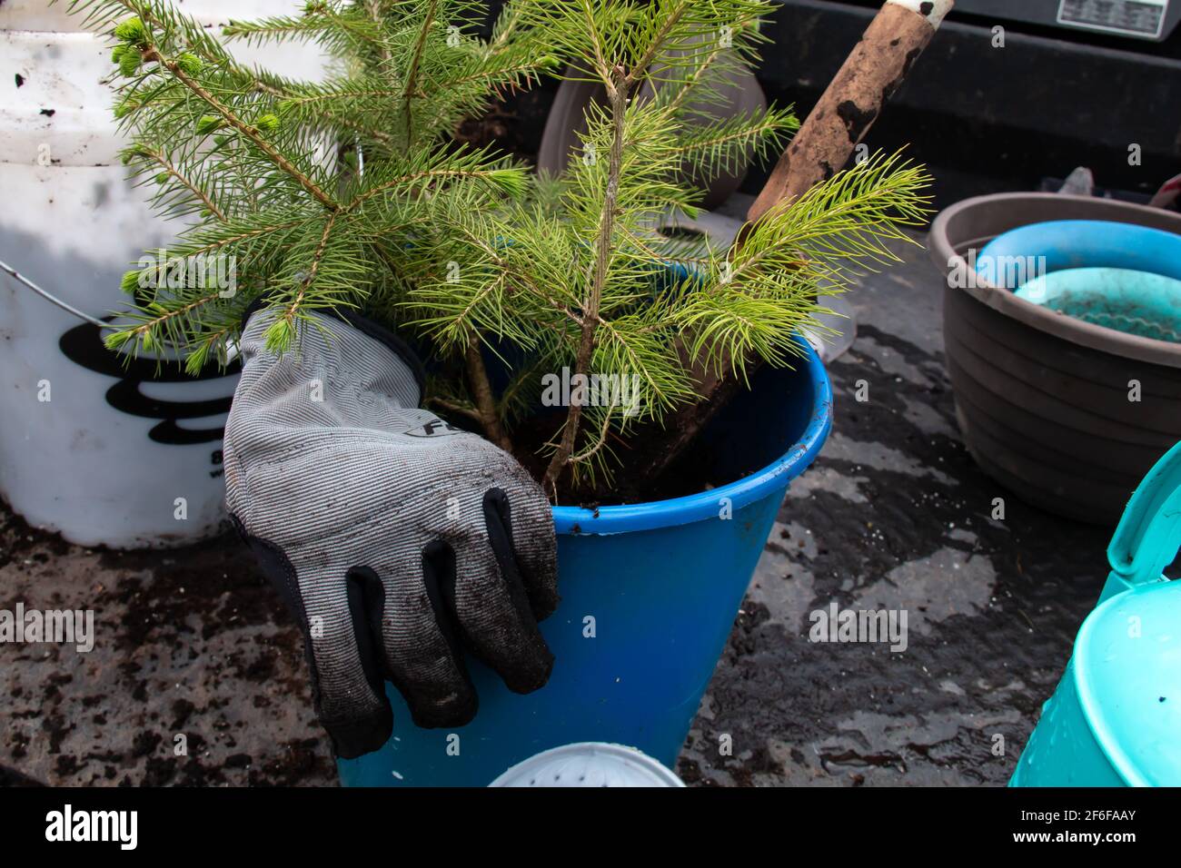 Bebe Arbre De Pin Gants Et Outils De Jardinage Lors D Une Chaude Journee D Ete Dans Le Sud Ouest De L Ontario Canada Photo Stock Alamy