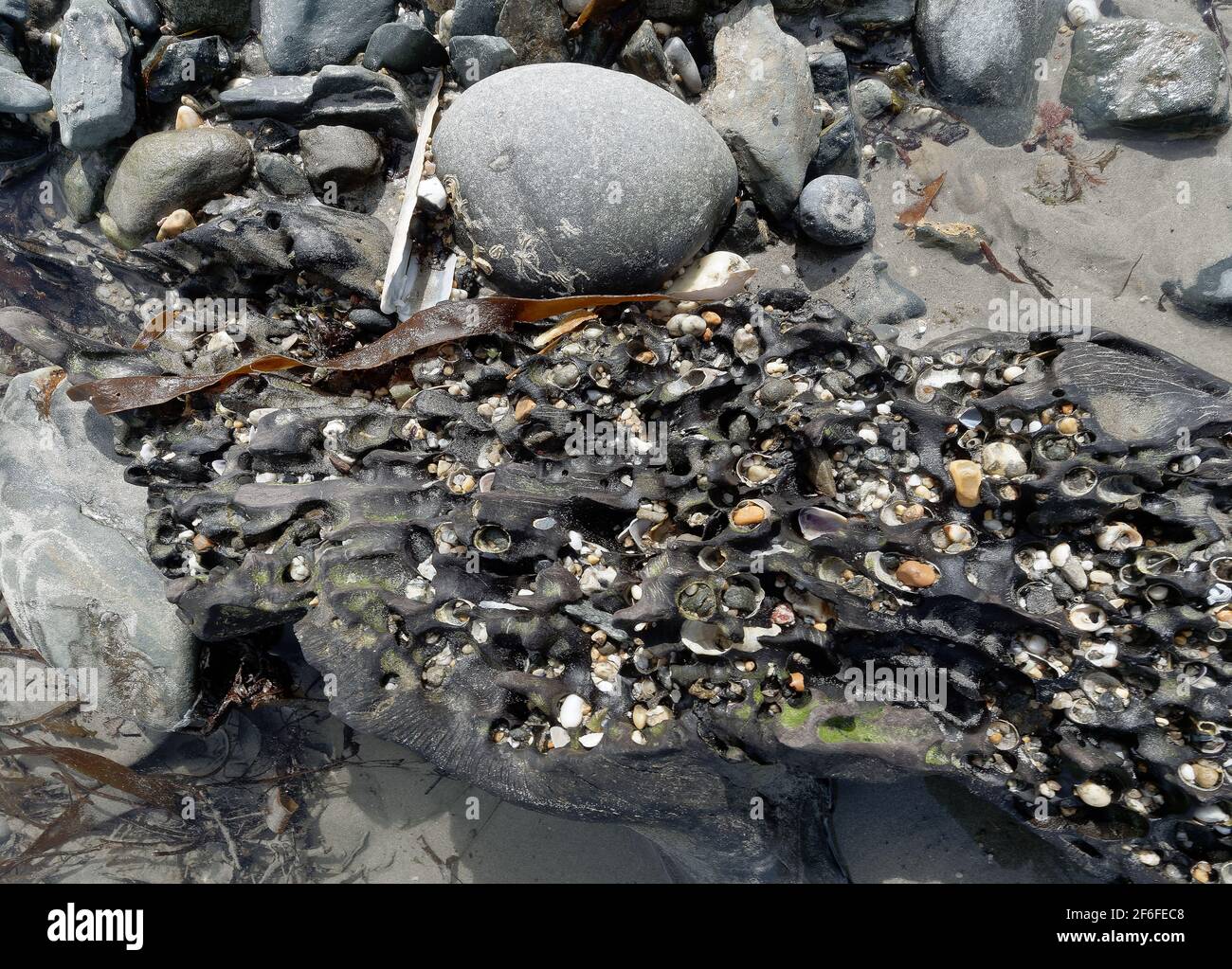 Penzance, Cornwall, Royaume-Uni. 31 mars 2021. La marée basse révèle des arbres submergés d'il y a 6000 ans. La forêt couvrait la baie Mounts jusqu'à ce qu'elle soit submergée par les mers montantes et préservée dans des lits de tourbe. Les lits de tourbe en vue du mont St Michaels à Chyandour ont été carbone datant d'il y a entre quatre et six milliers d'années. Penzance. Cornwall, Angleterre, 31 mars 2021, crédit : Robert Taylor/Alay Live News Banque D'Images