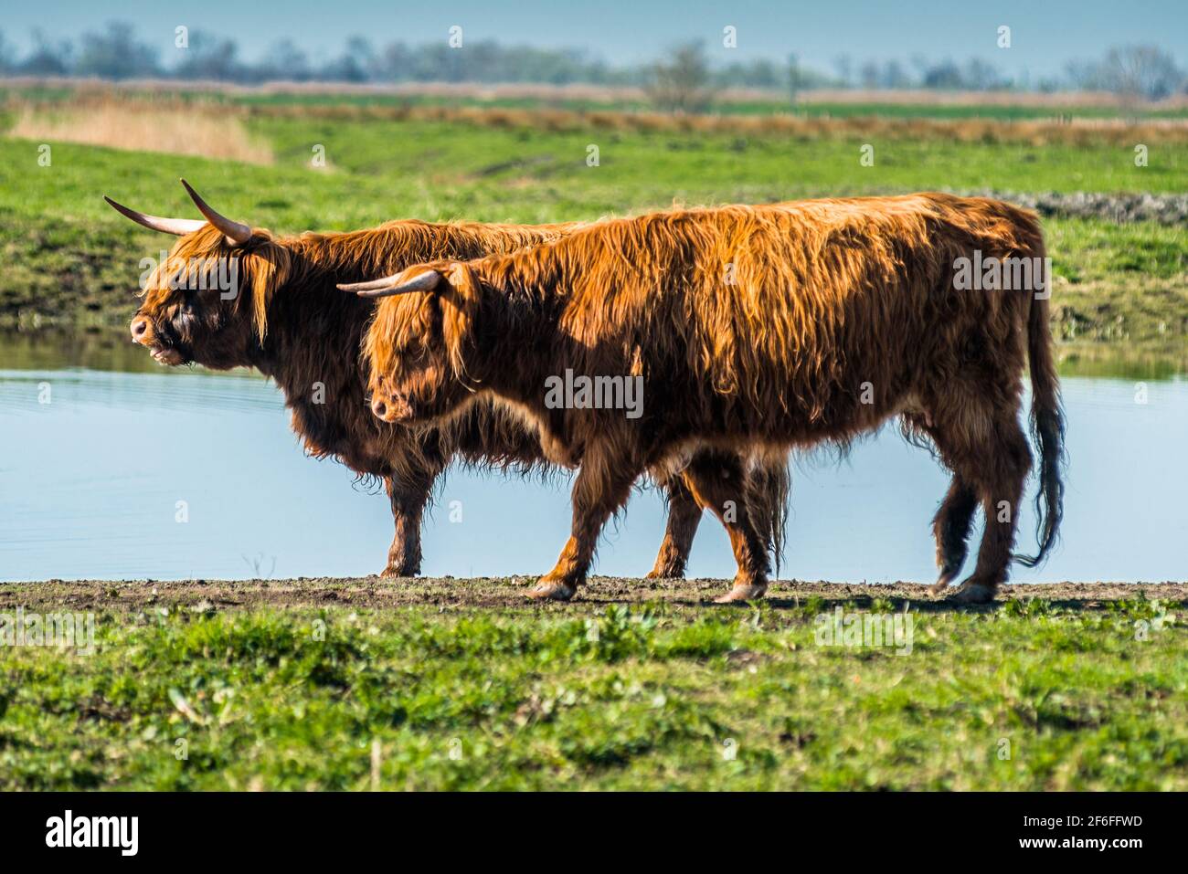 Highland cattle grazing on Wicken Fen Réserve Naturelle dans le Cambridgeshire, East Anglia, Angleterre, Royaume-Uni. Banque D'Images