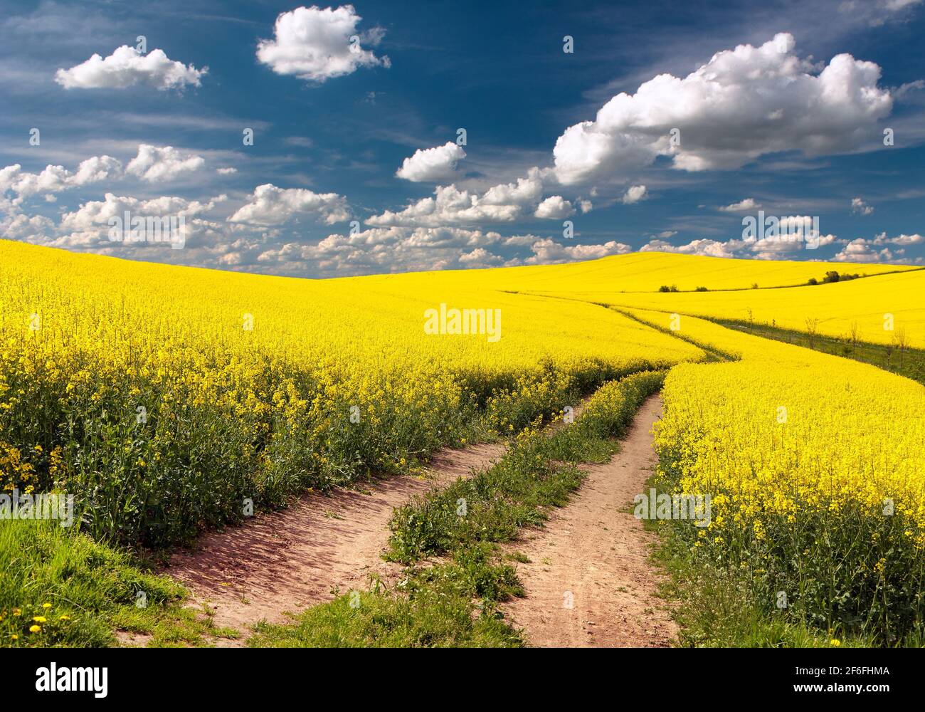 Champ de colza, canola ou colza en latin Brassica napus avec route rurale et beau nuage, le colza est une plante pour l'énergie verte et l'industrie verte, Banque D'Images