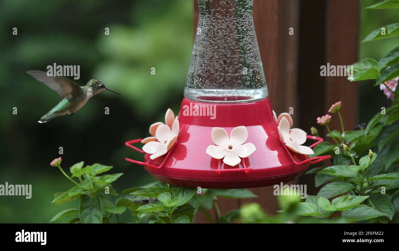 Hummingbird en vol vers le mangeoire à colibris Banque D'Images