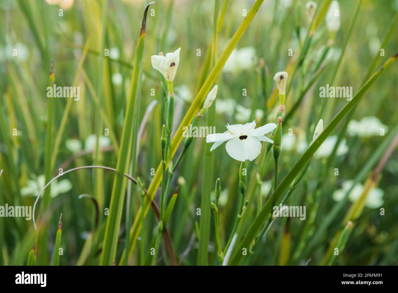 Champ avec Dietes bicolor, communément connu sous le nom d'iris africain ou de nénuphars bimensuel Banque D'Images