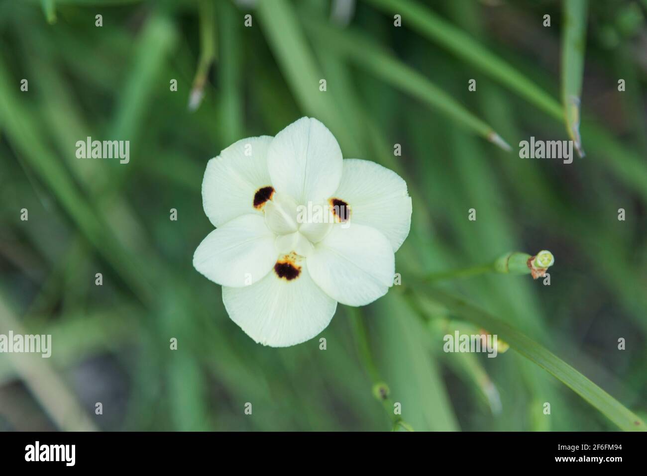 Vue rapprochée d'un Dietes bicolore, communément connu sous le nom d'iris africain ou de nénuphars bimensuel Banque D'Images