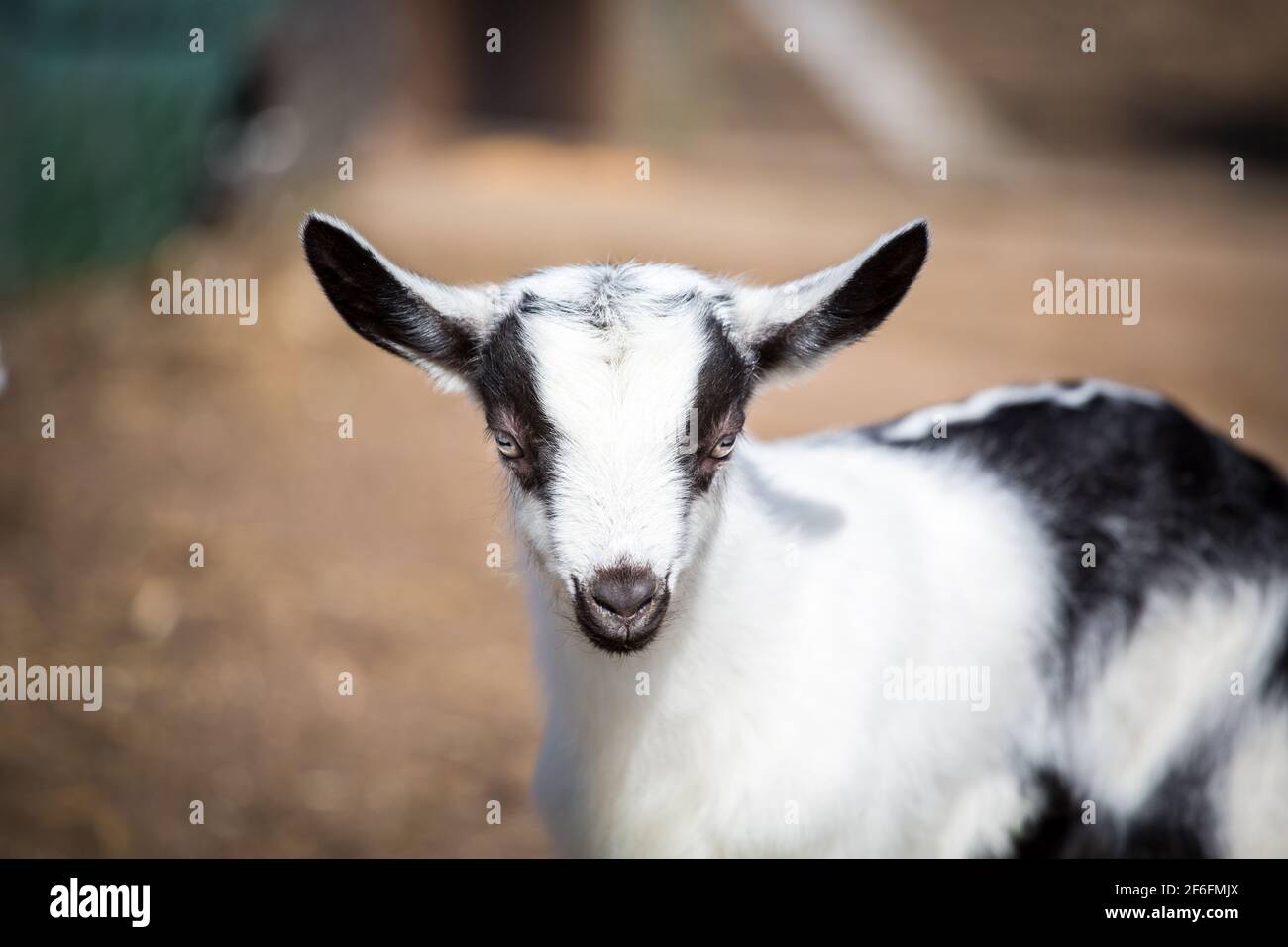 Chèvre gamin de la race 'Pfauenziege' (chèvre de paon), espèce de chèvre autrichienne menacée Banque D'Images
