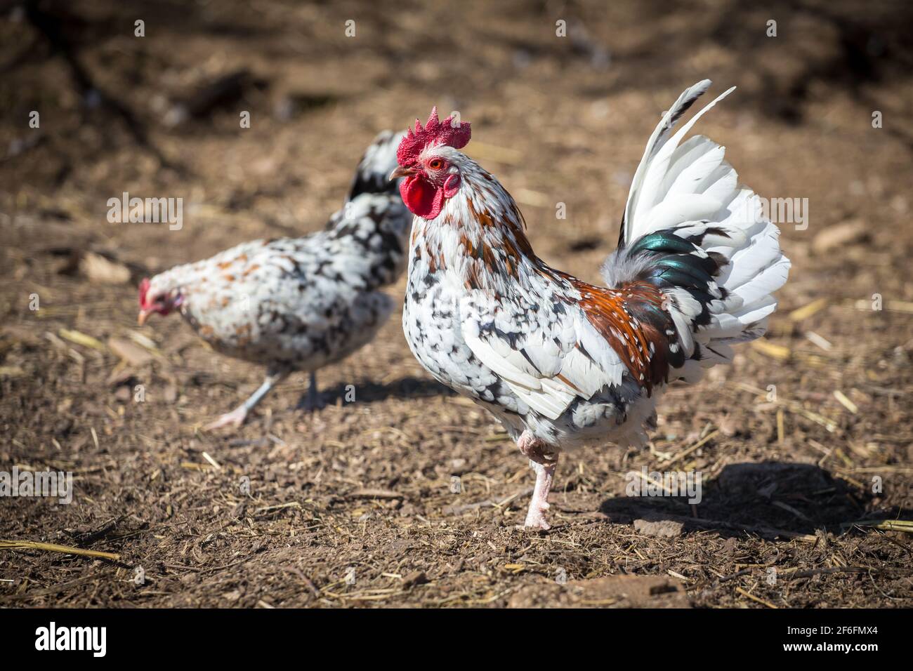 Stoapiperl/ Stoahendl marbré blanc, une race de poulet en voie de disparition originaire d'Autriche Banque D'Images