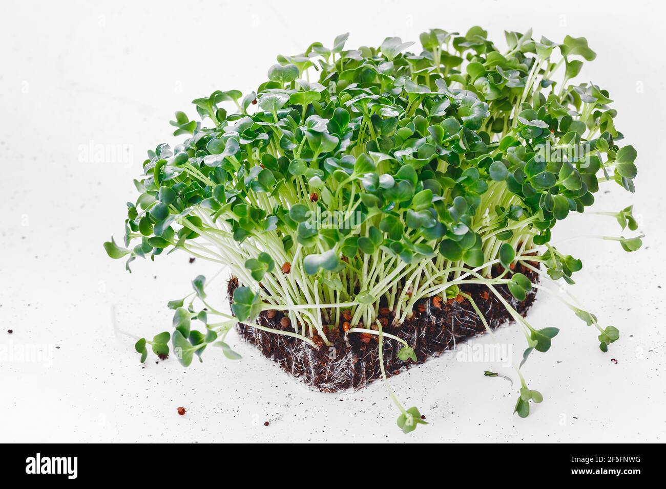 Radis Daikon biologique Sproued avec graines et racines. Germination des graines à la maison. Vegan et concept de saine alimentation. Macro, mise au point sélective Banque D'Images