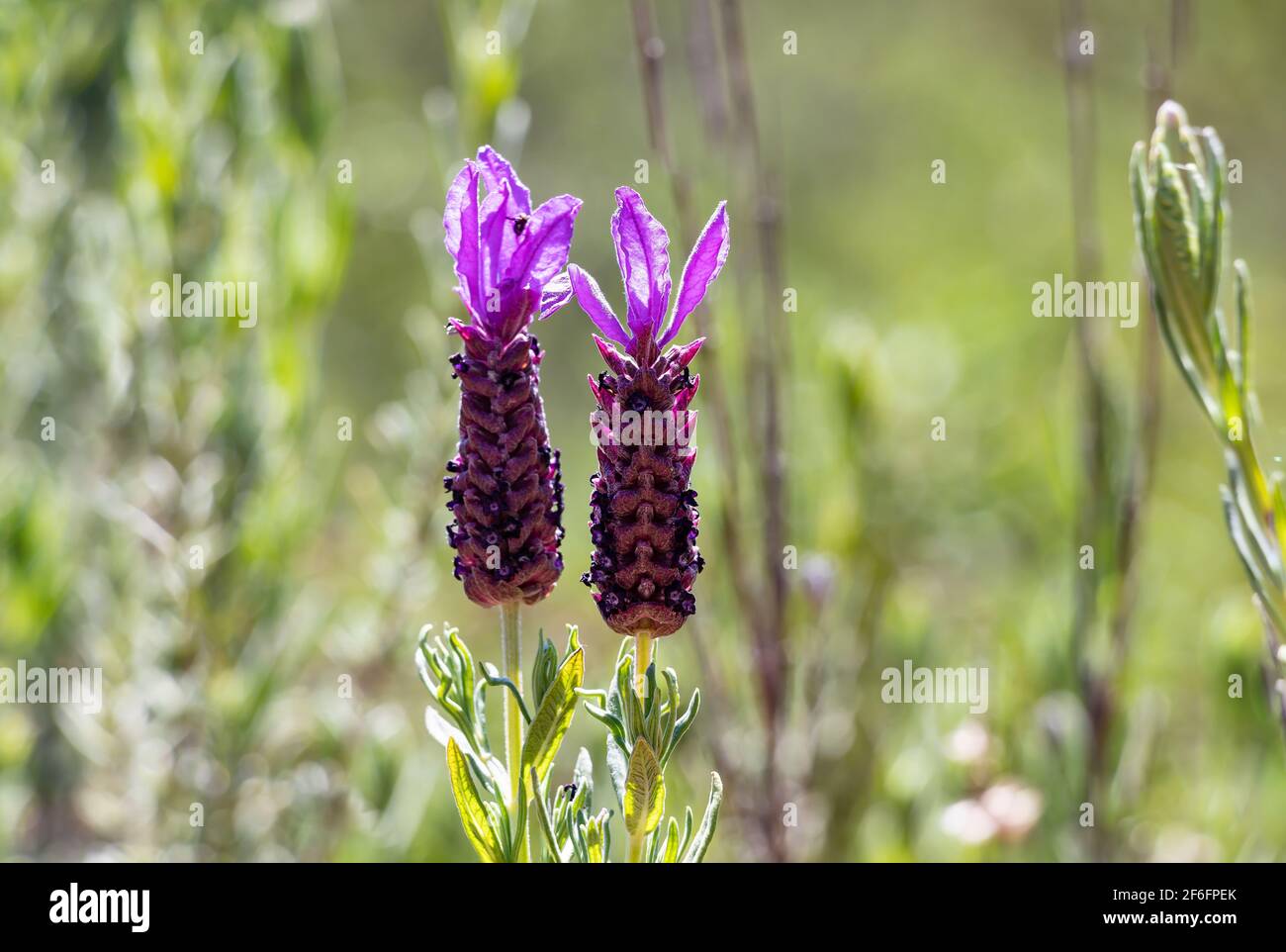 Lavandula stoechas, lavande espagnole ou lavande surmontée ou lavande française, plante à fleurs de la famille des Lamiaceae, originaire des pays méditerranéens,i Banque D'Images