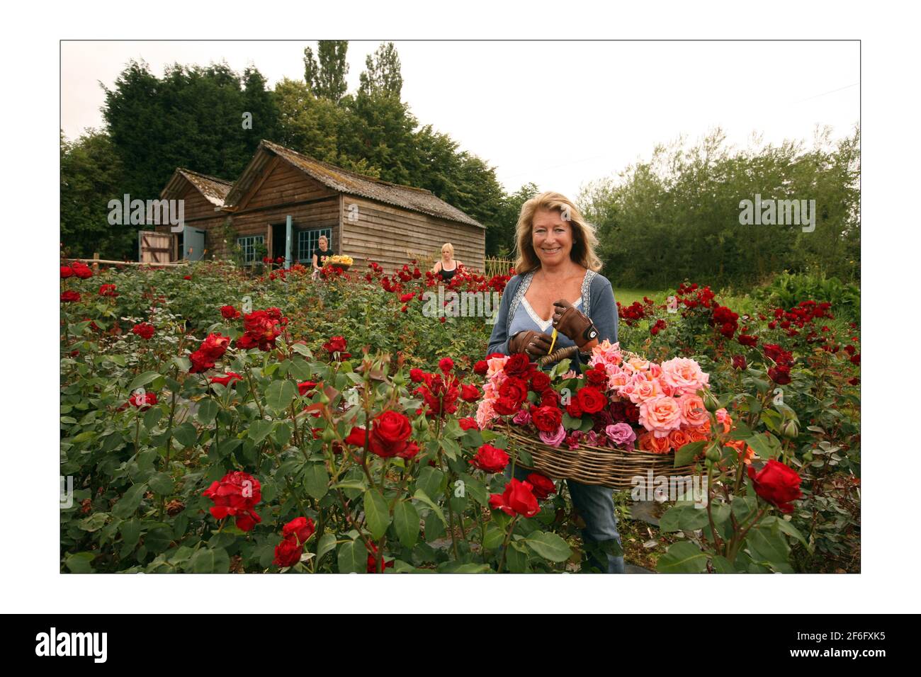 Danae Brook, journaliste, est la seule entreprise du pays à cultiver des roses anglaises dans des terres sans produits chimiques, principalement en plein air. Sa ferme se trouve à Little Horkesley près de Colchesterphotographie par David Sandison The Independent Banque D'Images