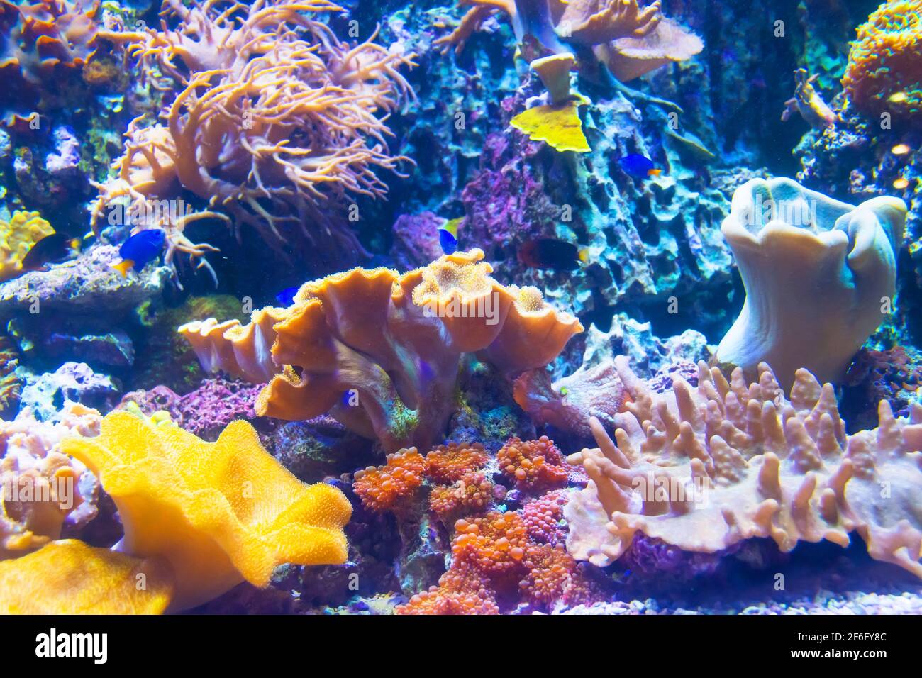 Vue sur la faune de corail au fond de l' mer tropicale Banque D'Images