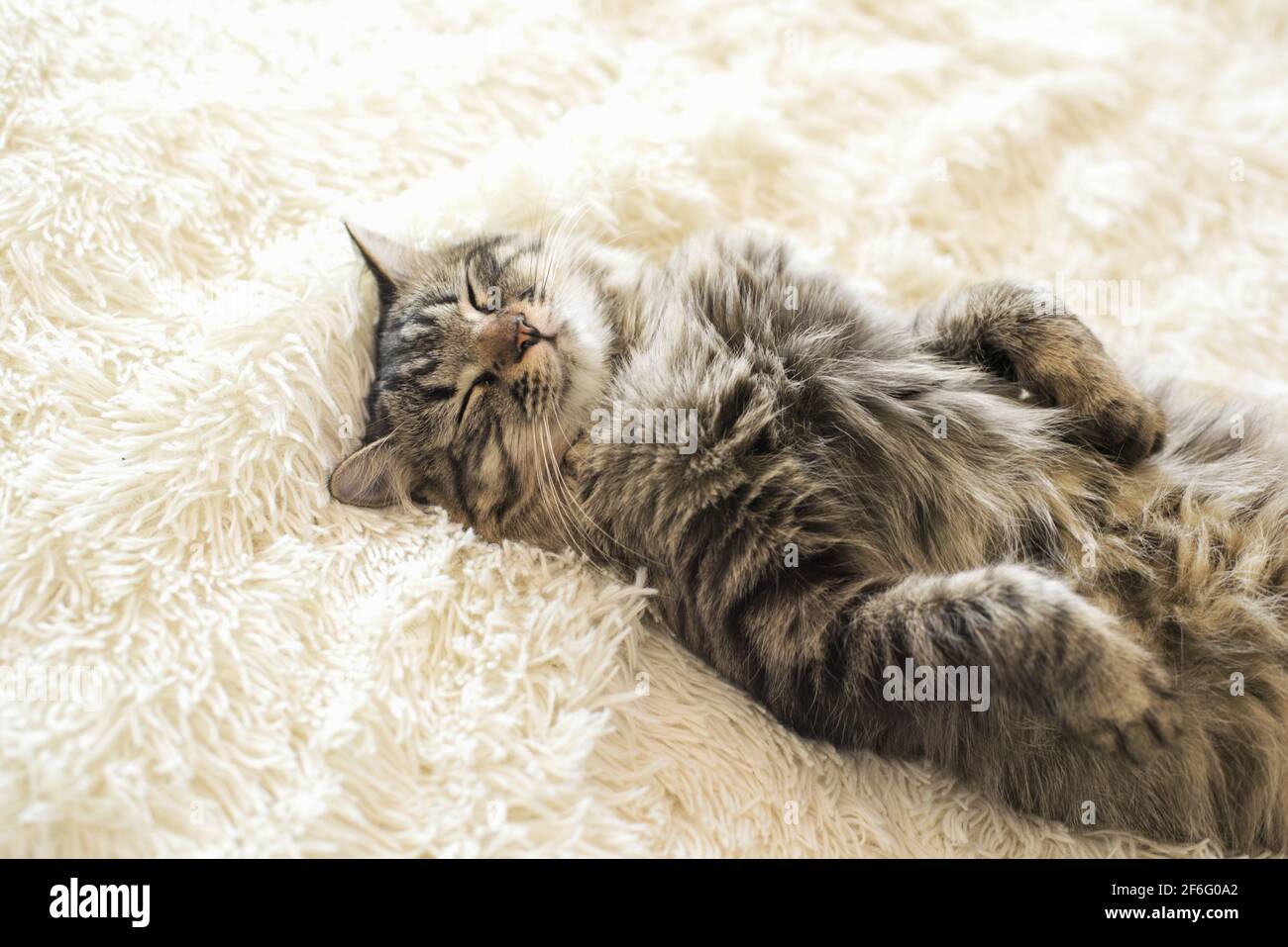 Sac de couchage en fourrure à motif de tabby Kitty Banque D'Images