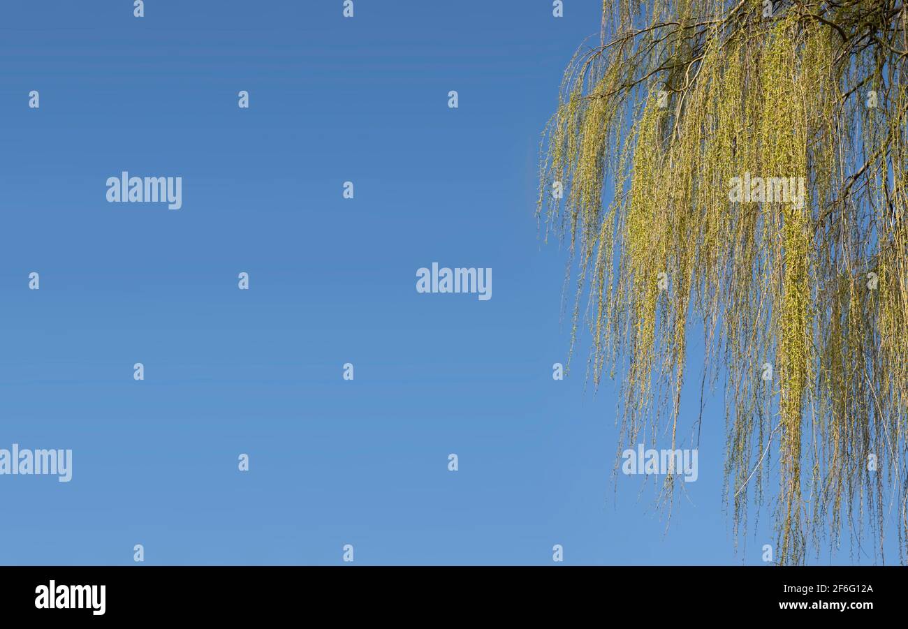 Gros plan de quelques brindilles et feuilles de l'arbre Salix babylonica (saule de Babylone ou saule pleureur), début du printemps, ciel bleu Banque D'Images