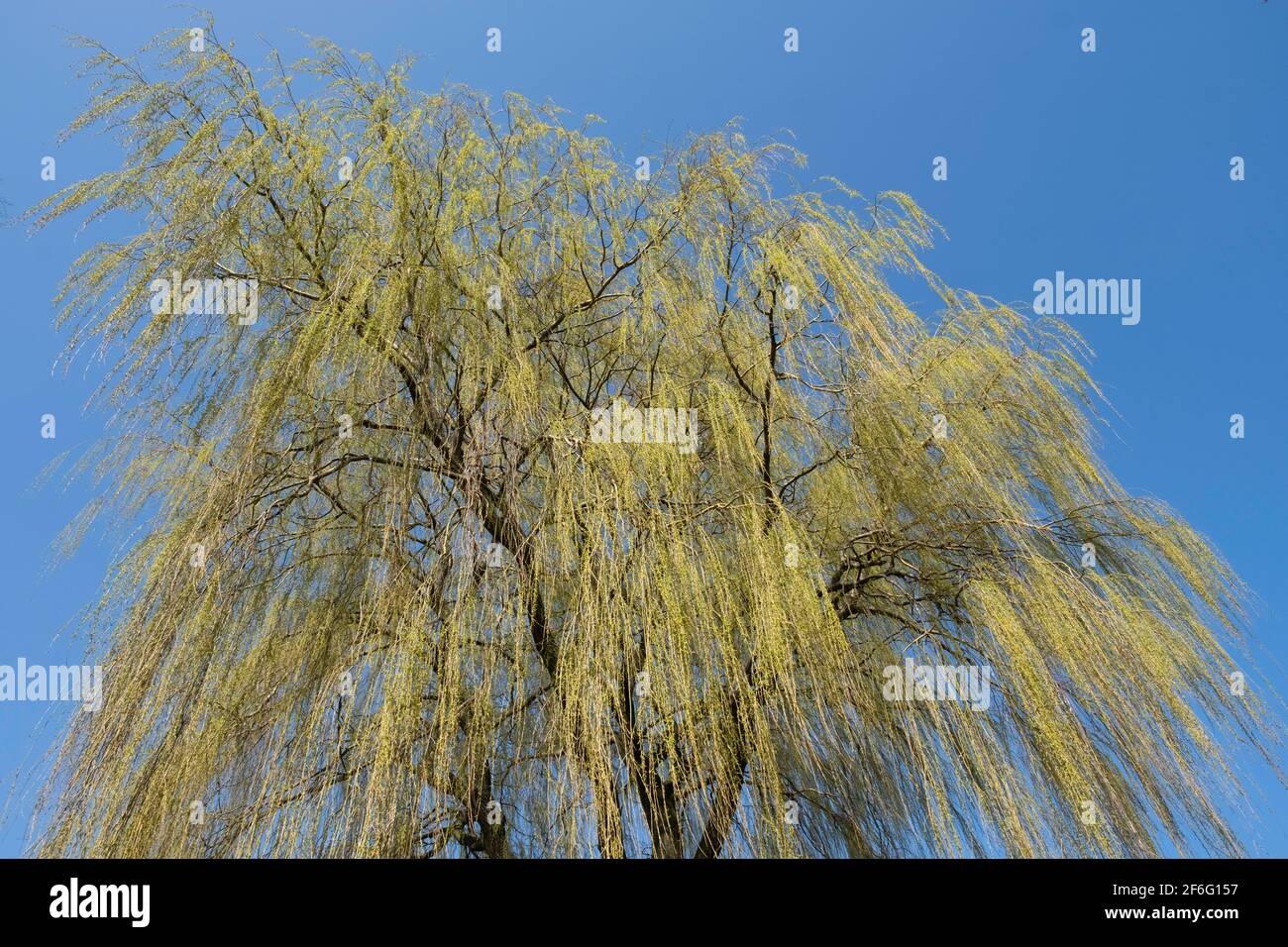 Salix babylonica (saule de Babylone ou saule pleureur) arbre avec des brindilles vert clair et des feuilles accrochées comme tomber pluie au début du printemps au ciel bleu Banque D'Images