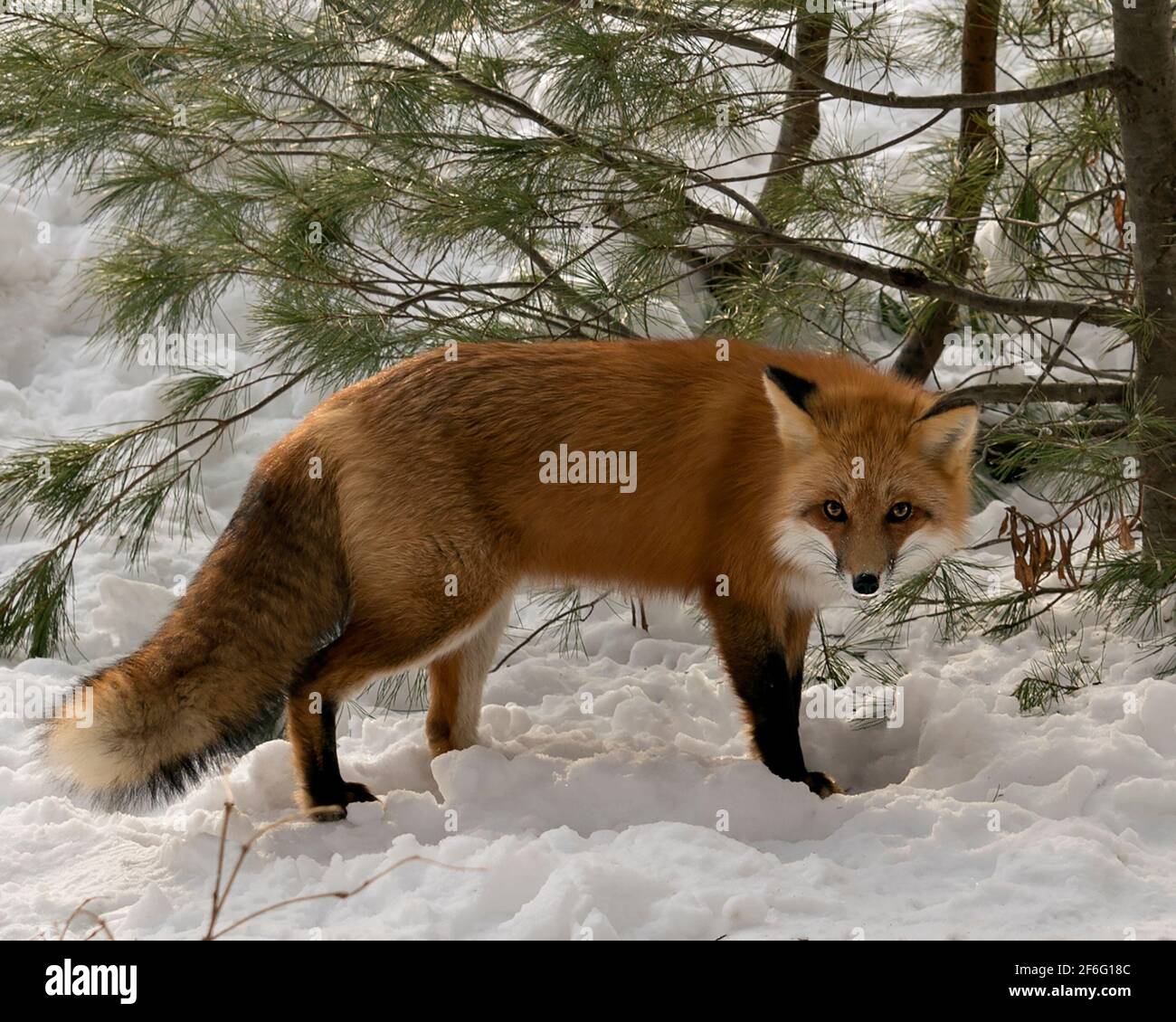 Renard roux regardant la caméra pendant la saison d'hiver dans son environnement et son habitat avec le fond de pin de neige montrant la queue de renard broussaillé, la fourrure. Fox image Banque D'Images