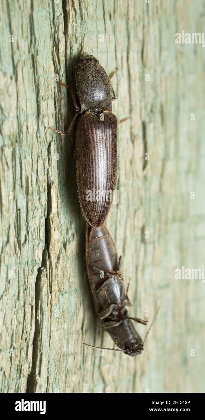 Accouplement cliquez sur les coléoptères sur le bois Banque D'Images