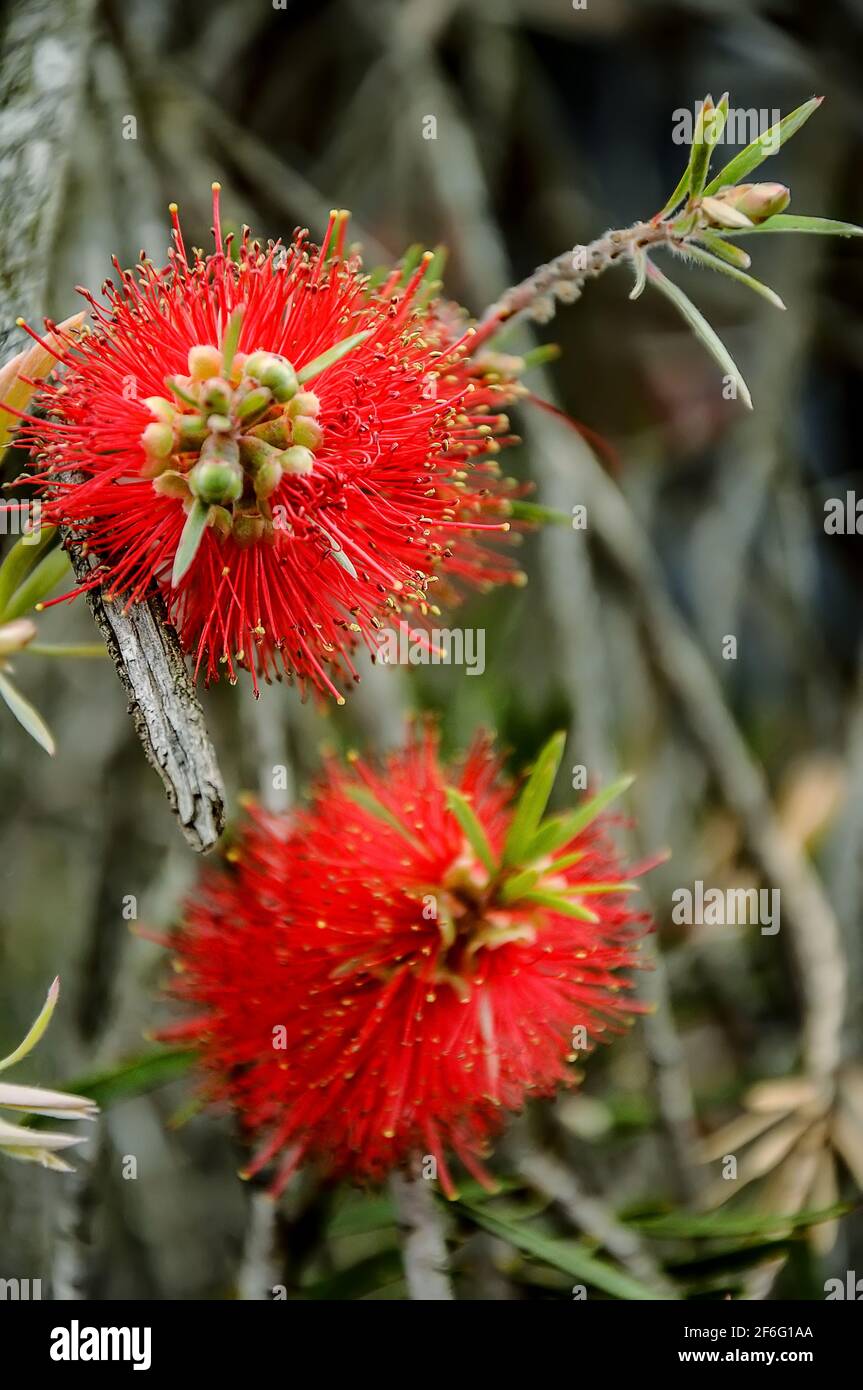 Callistemon est un genre d'arbustes ou de petits arbres de la famille Myrtle qui poussent en Australie Banque D'Images