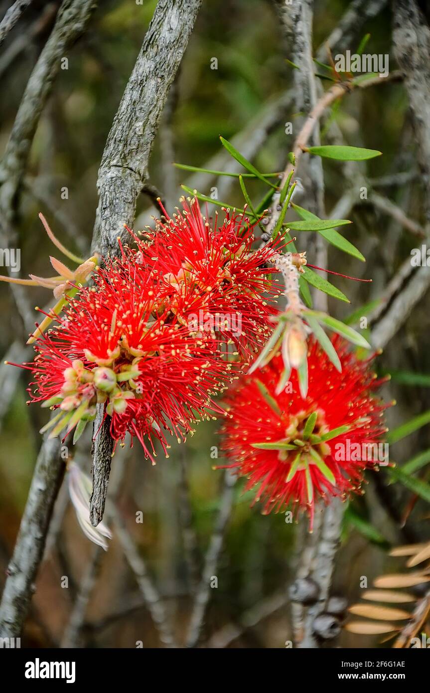 Callistemon est un genre d'arbustes ou de petits arbres de la famille Myrtle qui poussent en Australie Banque D'Images