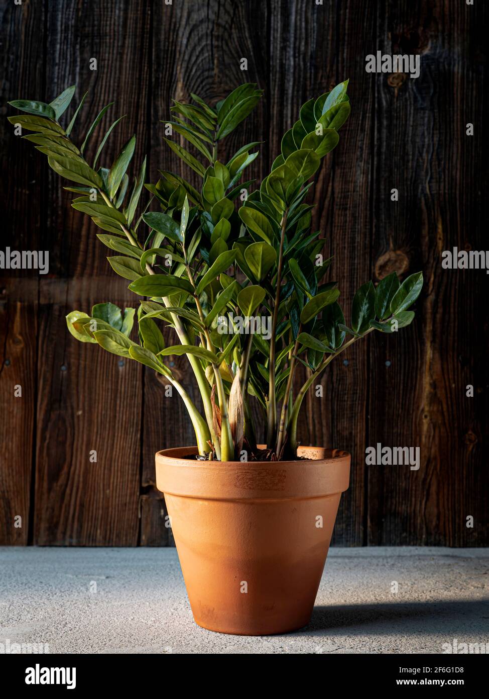 Zamioculcas (usine ZZ, aroid Palm ou Zanzibar gemme) en pot de fleurs en terre cuite sur fond de bois rustique foncé. Plantes vertes d'intérieur, décoration d'intérieur Banque D'Images