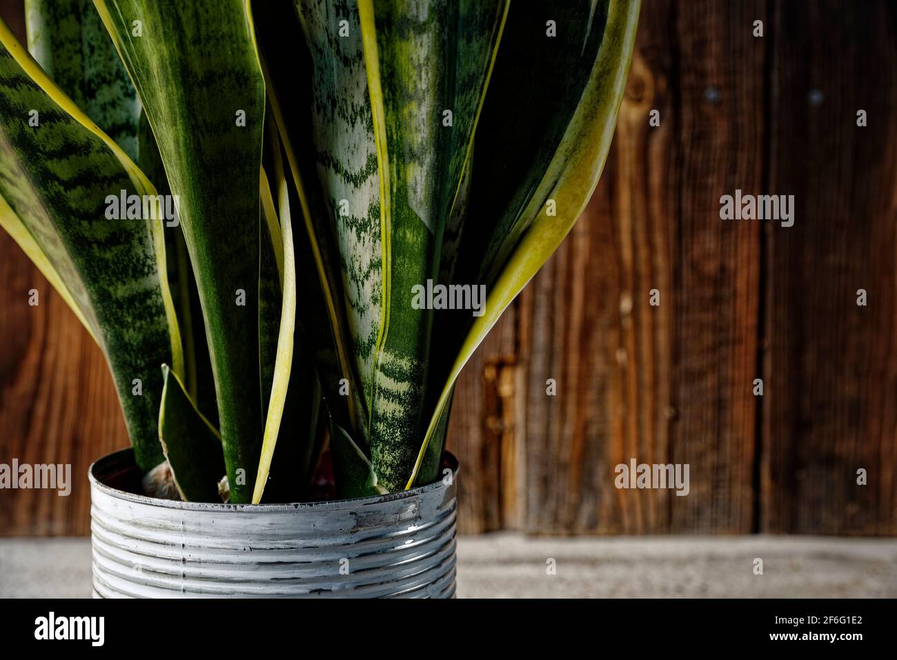 Gros plan de sansevieria trifasciata espèce de pluie ou de serpent dans un pot de fleur métallique isolé sur fond rustique en bois. Décoration intérieure avec décoration de maison Banque D'Images