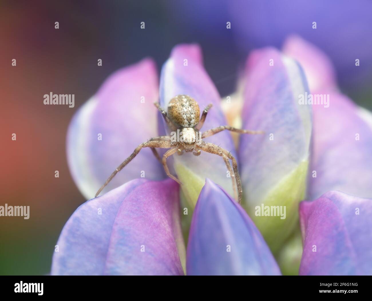 Araignée de crabe en marche, Philodromidae sur lupin Banque D'Images