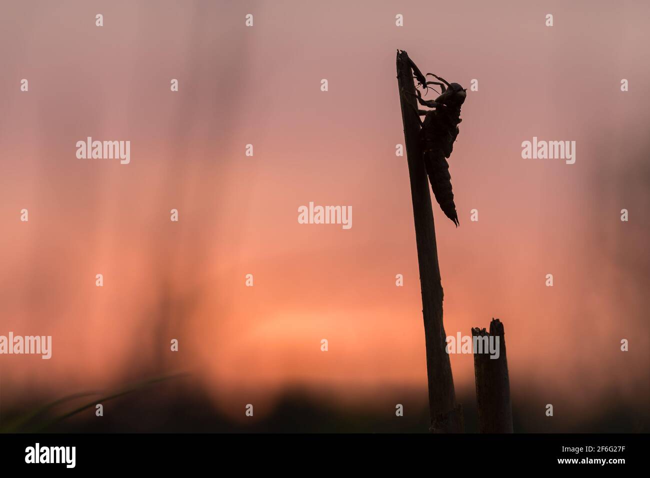 Coquille vide au coucher du soleil après l'éclosion de la libellule Banque D'Images