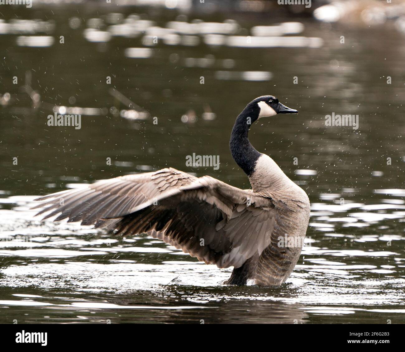 Vue rapprochée des Oies canadiennes nage dans l'eau avec des ailes éparpillées dans son habitat et son environnement. Image. Image. Portrait. Banque D'Images