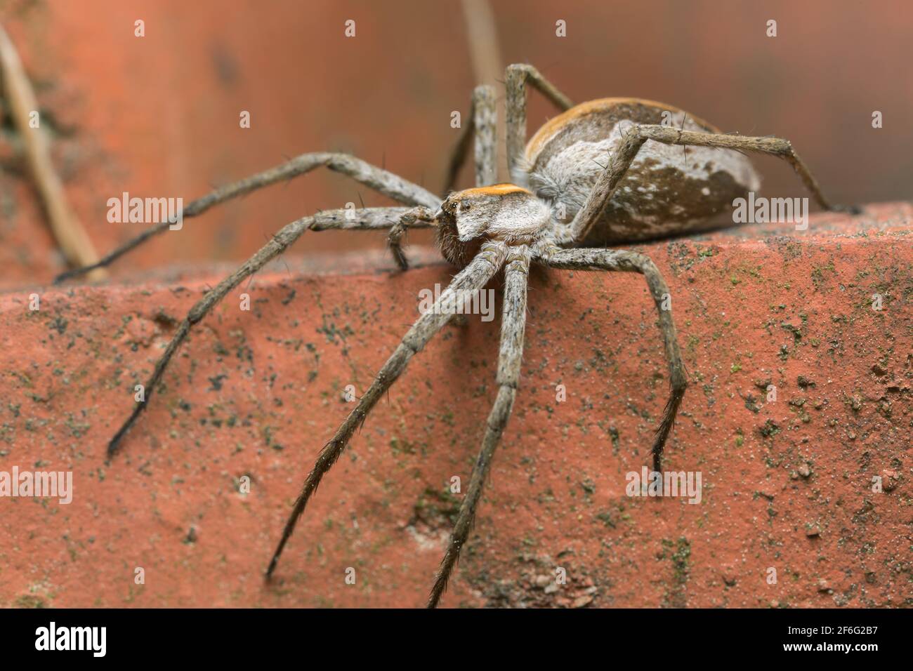 Araignée en toile de pépinière femelle, Pisaura mirabilis Banque D'Images