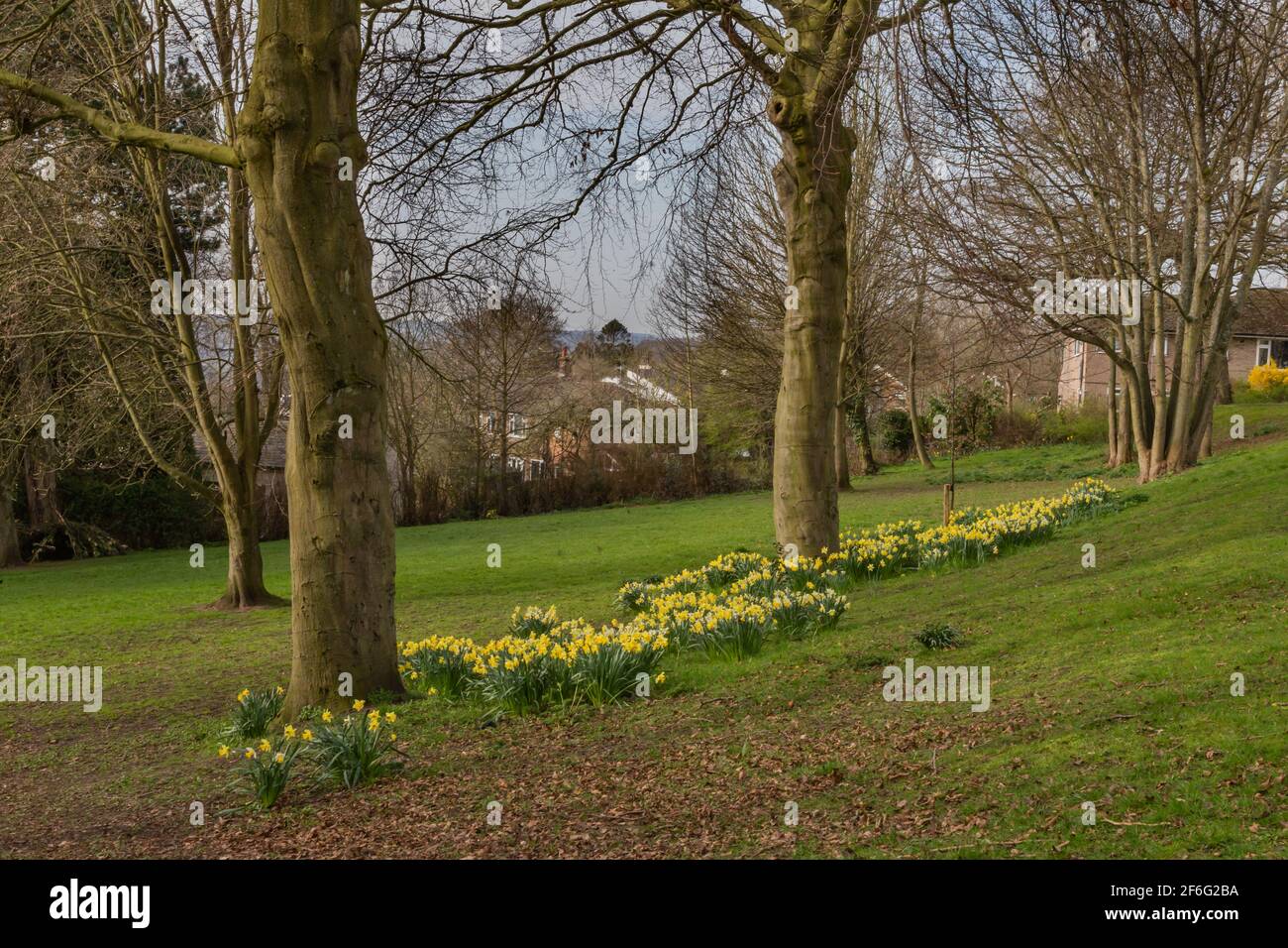 Jonquilles en fleur sous les arbres dans le Yorkshire. Banque D'Images