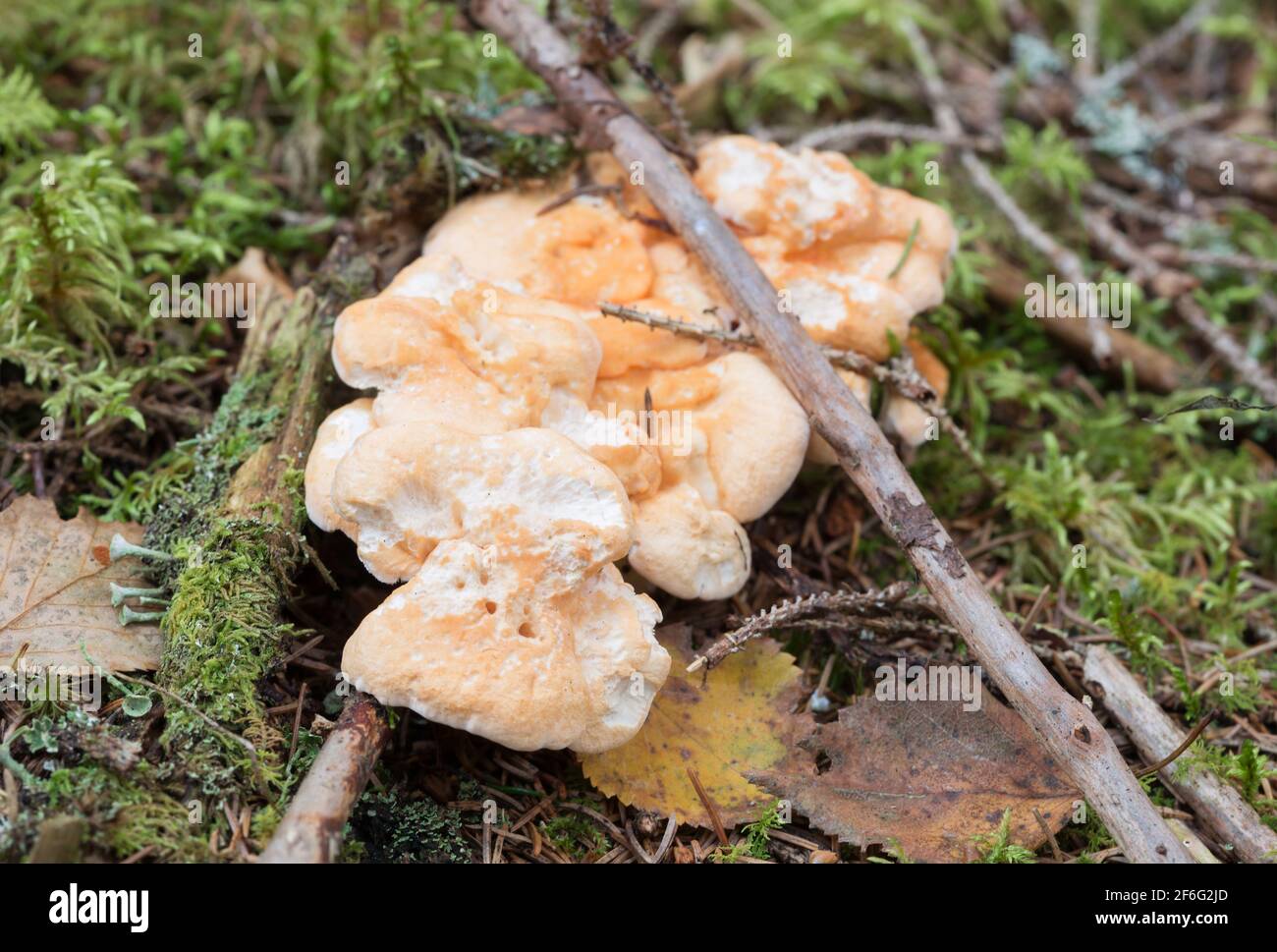 Corps fruitiers de hérisson en bois, Hydnum repandum Banque D'Images